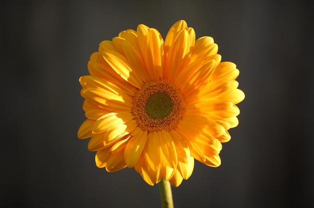 IMAGE-30.JPG - Sunflower