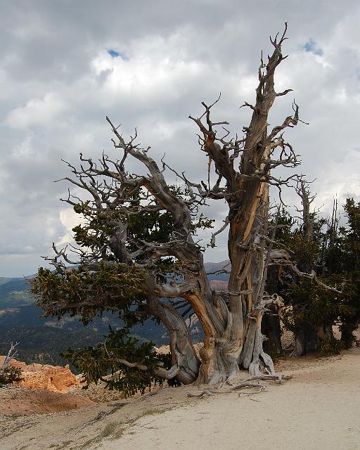 IMAGE-586.JPG - Old Pine