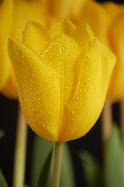 IMAGE-7.JPG - Yellow Tulip